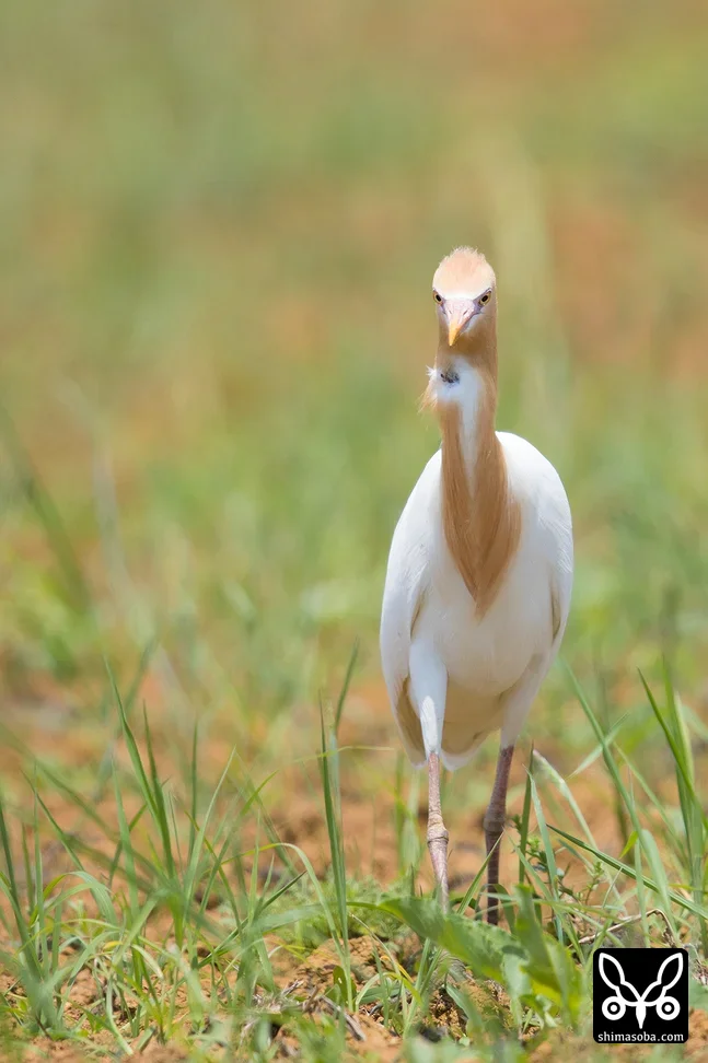 アマサギ