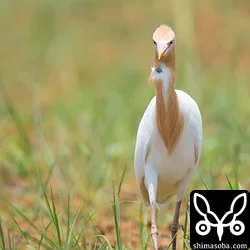 アマサギ