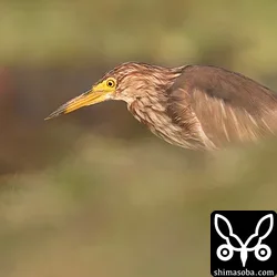 アカガシラサギ