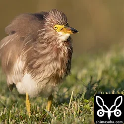アカガシラサギ