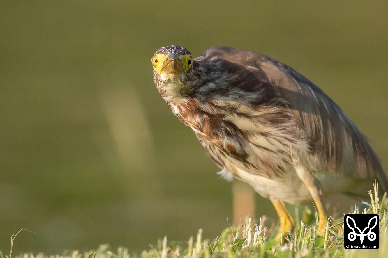 アカガシラサギ