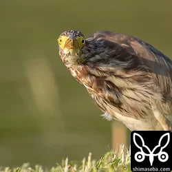 アカガシラサギ