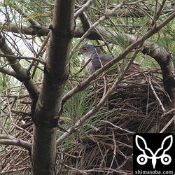 巣材を運んで来たオス。八重山のリュウキュウツミは、広葉樹で営巣しますが、ツミは、リュウキュウマツやモクマオウで営巣します。