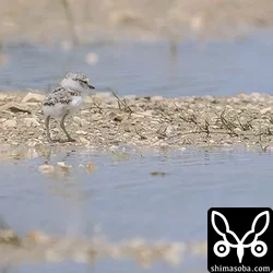 シロチドリ