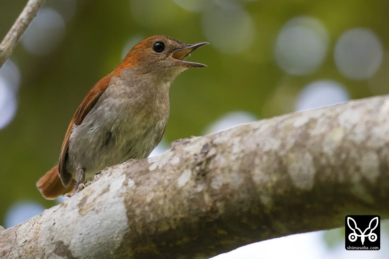 ホントウアカヒゲ