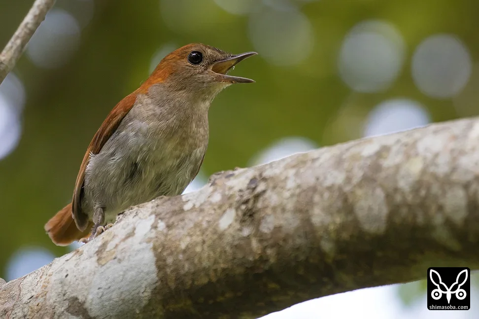 ホントウアカヒゲ
