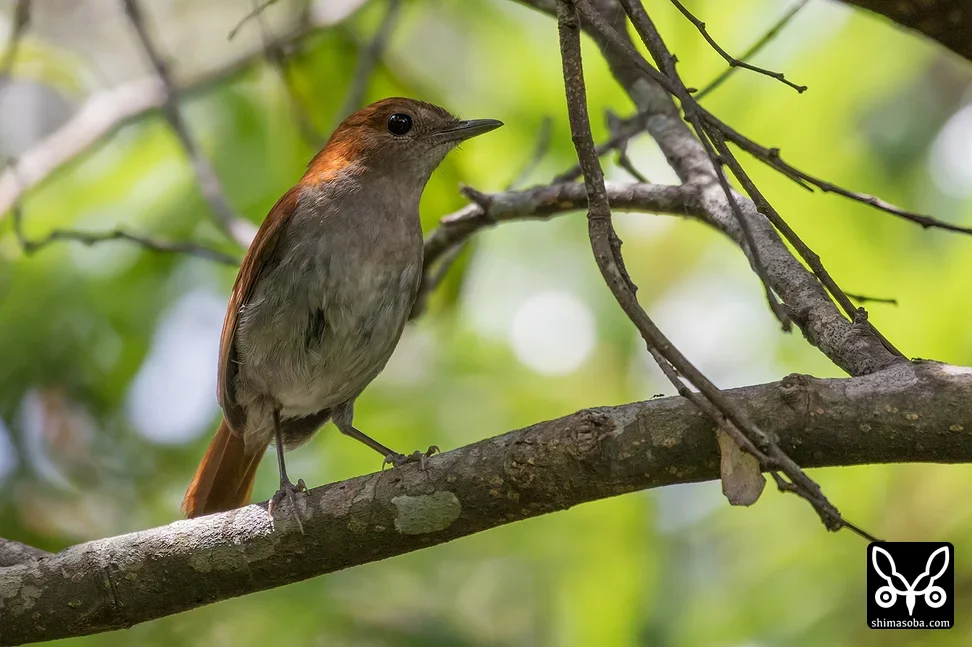 ホントウアカヒゲ
