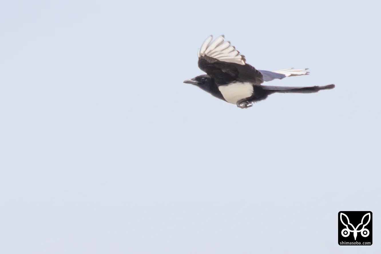 カササギ
