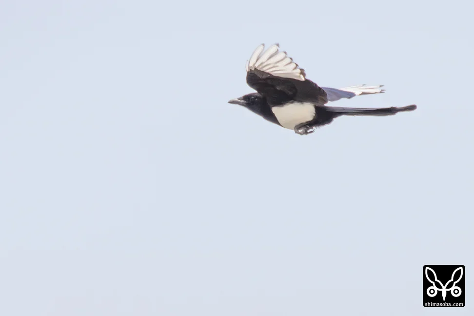 カササギ