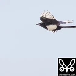 カササギは、2羽を見ただけ。