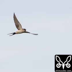 コシアカツバメは数羽の群れ。