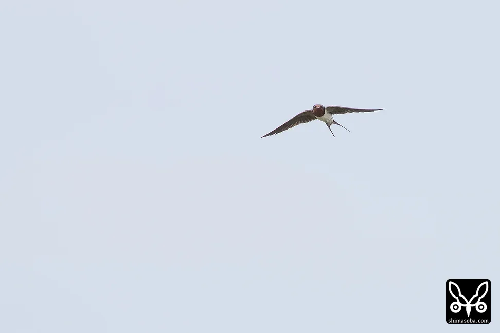 リュウキュウツバメ