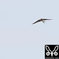 リュウキュウツバメ
