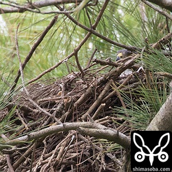 上のオスとペアのメス。写真右上に巣の陰からくちばしと鼻が見える。4日前に撮影。すでに抱卵に入っているようです。