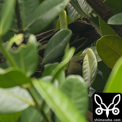 オスの尾羽とメスの顔の一部が葉っぱのわずかな隙間から見えます。ズアカアオバトはいつも込み入った葉っぱの間に巣を作ります。