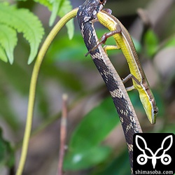 アオカナヘビがぐったりしたところで、ガラスヒバァは、首を高々と持ち上げ、アオカナヘビを茂みに運んで行った。