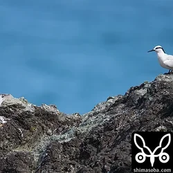 エリグロアジサシ