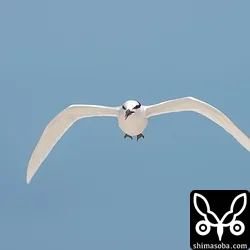 エリグロアジサシ
