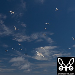 ベニアジサシの群れ。夏の沖縄を代表する鳥です。