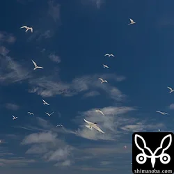ベニアジサシ