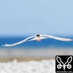低空飛行のベニアジサシ。