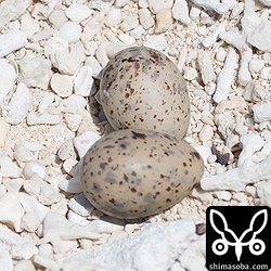 ベニアジサシの卵。エリグロアジサシの卵に比べると色が濃く見える。調査員の方は、巣の作りを見てエリグロアジサシかベニアジサシか判断できるようです。