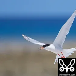 沖縄の青い海に映えるベニアジサシ。オーストラリアでつけられた白いフラッグとメタルリングが見えます。