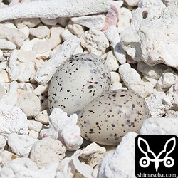 エリグロアジサシの卵。営巣などの撮影は調査員の方の指導に従いました。
