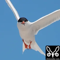 ベニアジサシ