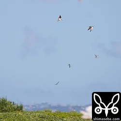 遠くには、マミジロアジサシが群れで舞っていた。
