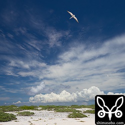 ナガンヌ島で頭上を通過するマミジロアジサシ。島では、エリグロアジサシやベニアジサシがたくさん営巣していた。