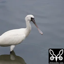 クロツラヘラサギ