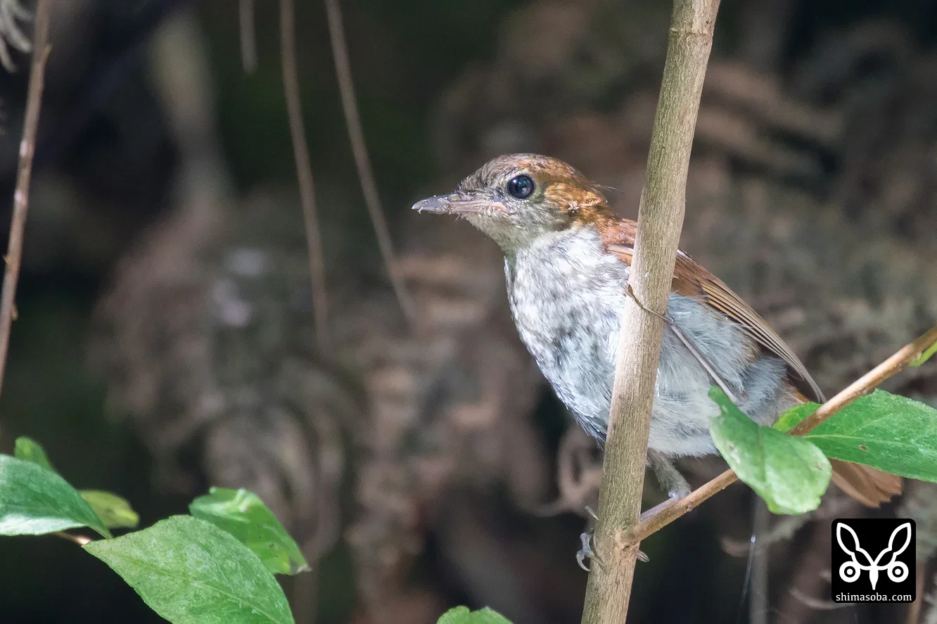 ホントウアカヒゲ