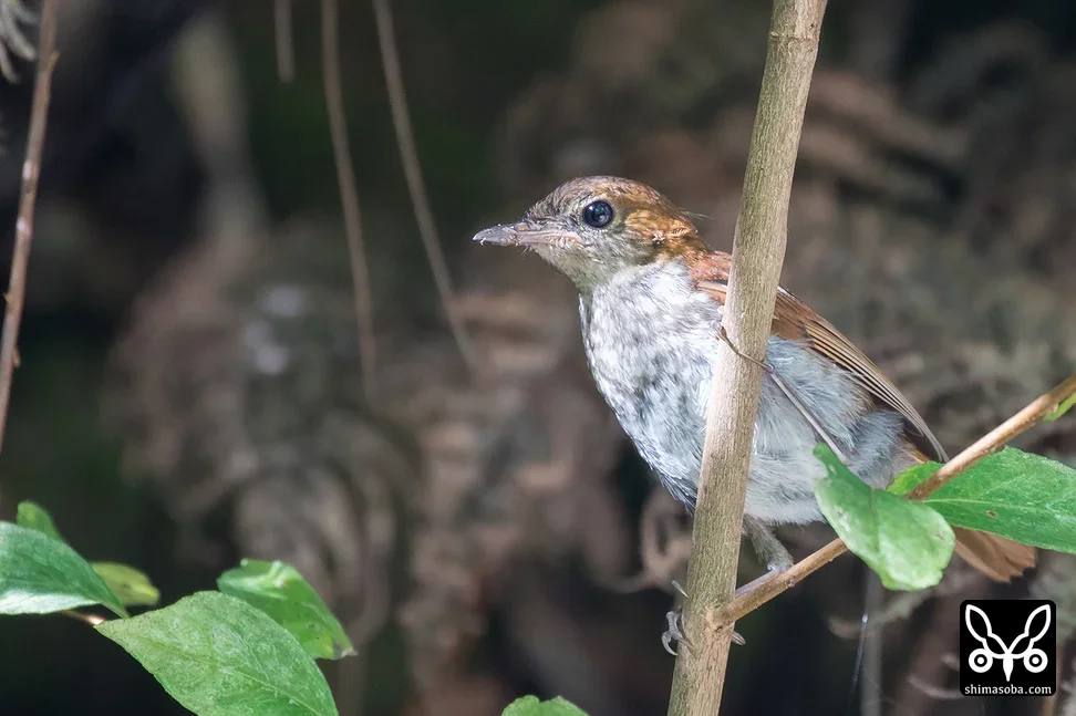 ホントウアカヒゲ