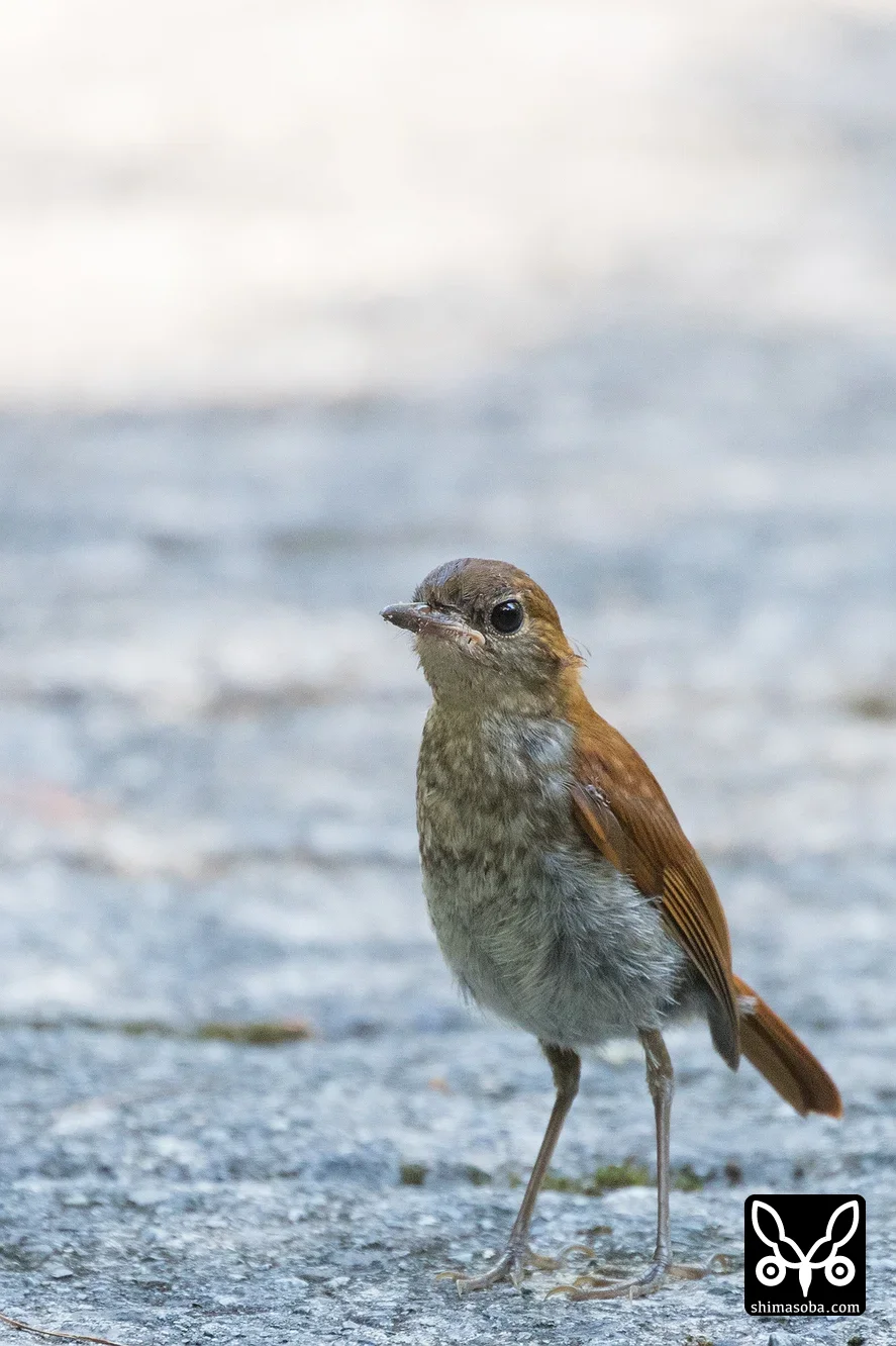 ホントウアカヒゲ