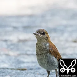 今時期は、ホントウアカヒゲの親鳥と巣立ちビナが出ていますので個体数は一年で一番多いのではないでしょうか。