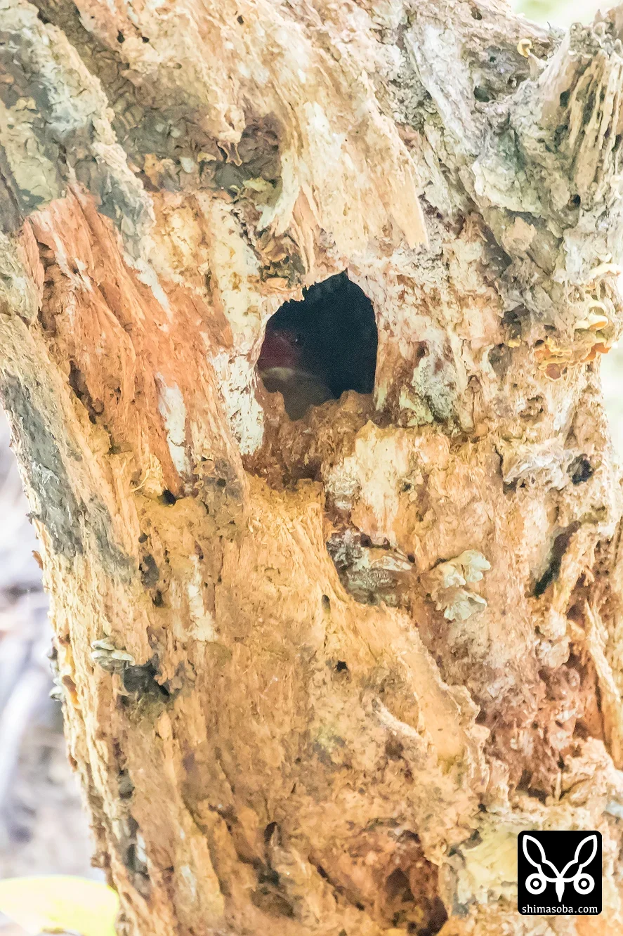 リュウキュウアカショウビン