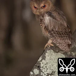 リュウキュウオオコノハズク