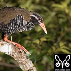 天の川を見ながらヤンバルクイナ幼鳥と成鳥