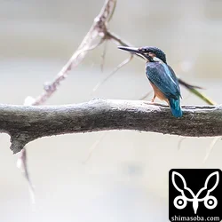 カワセミ