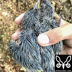 リュウキュウアカショウビン