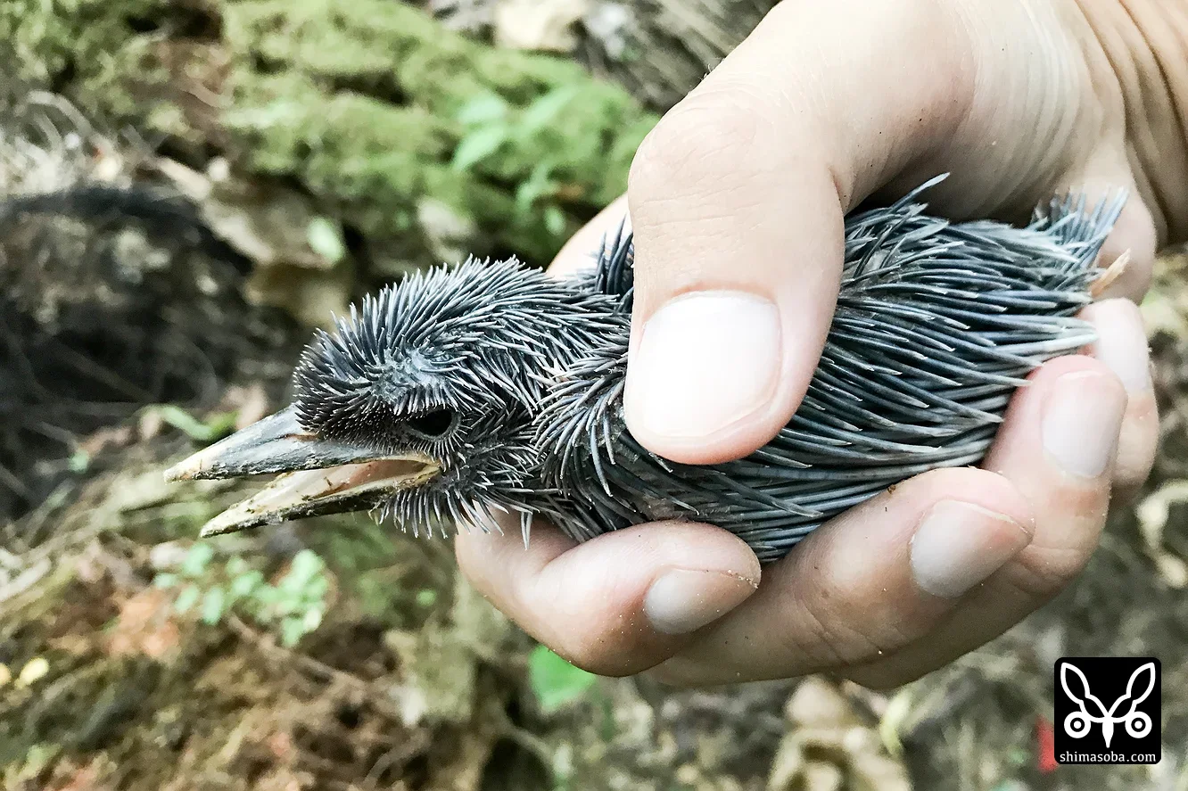 リュウキュウアカショウビン