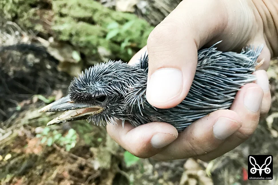 リュウキュウアカショウビン