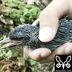アカショウビンのヒナ3羽救助