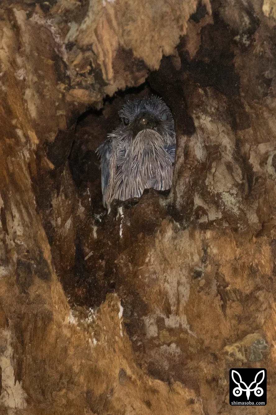 リュウキュウアカショウビン