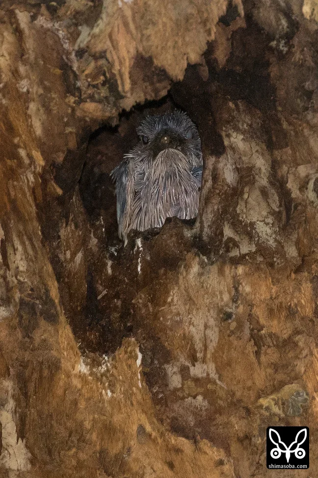 リュウキュウアカショウビン