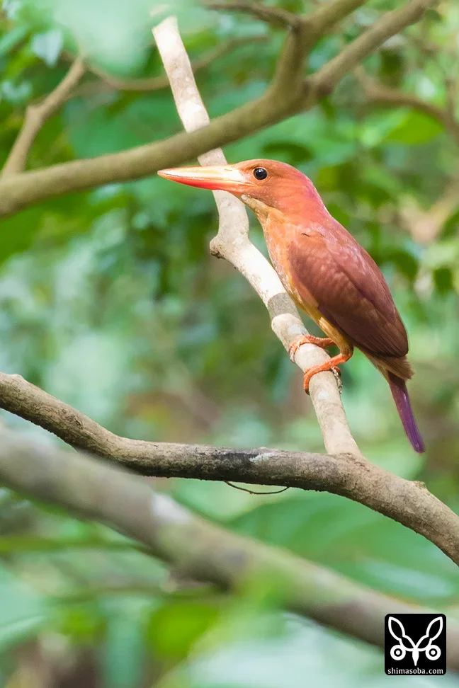リュウキュウアカショウビン