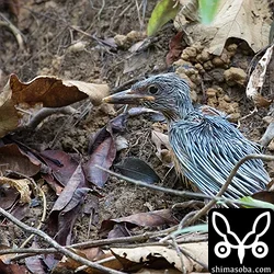 リュウキュウアカショウビン