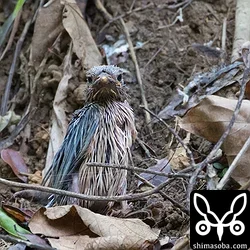 リュウキュウアカショウビン