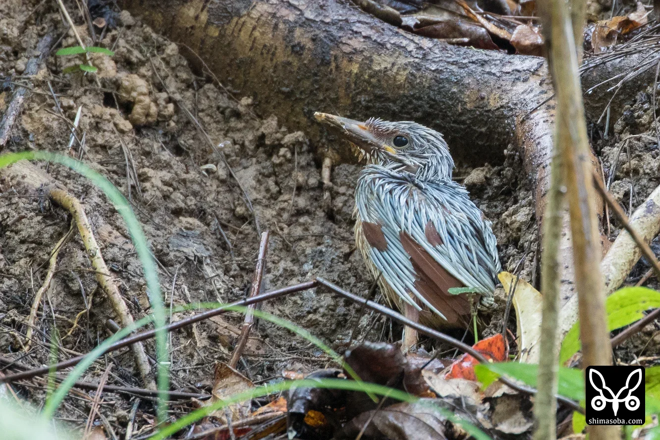 リュウキュウアカショウビン